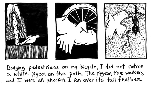 White Pigeon