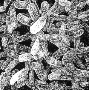 Things I Believe In: Lactobacillus Bacterium